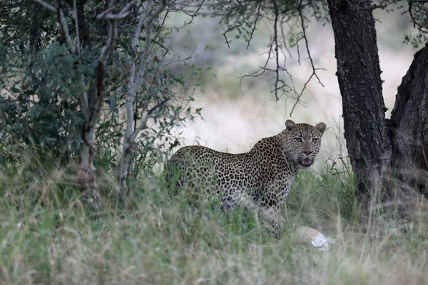 Leopardo Nel Parco Nazionale Del Kruger Sud Africa — Foto Stock