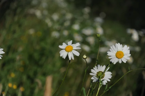 Beautiful White Daisies Garden — Stock Photo, Image