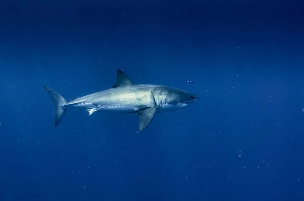 Requin Dans Mer Bleue — Photo