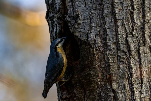 Närbild Fågel Som Sitter Trädstam — Stockfoto