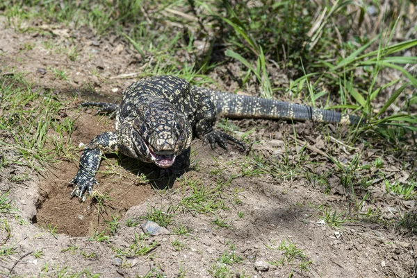 Tiro Perto Lagarto Grama — Fotografia de Stock