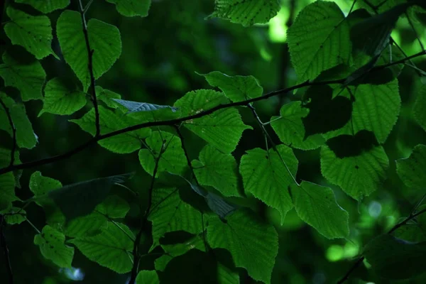 Красиве Зелене Листя Дереві Концепція Літнього Сонячного Дня Фон Видно — стокове фото