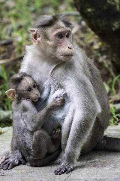 動物園の母親と赤ちゃんのマカクは — ストック写真