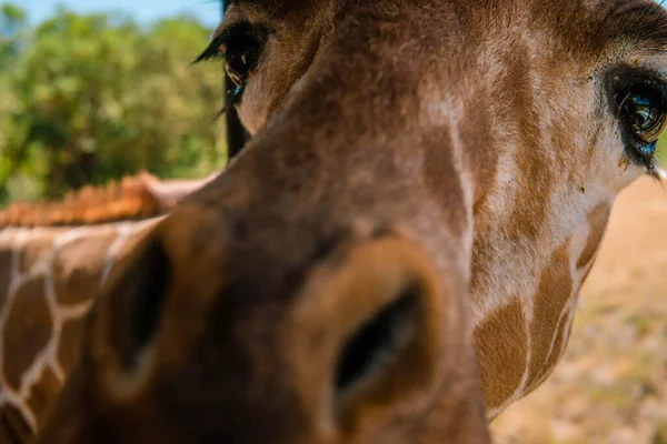 Closeup Shot Cute Brown Horse — Stock Photo, Image