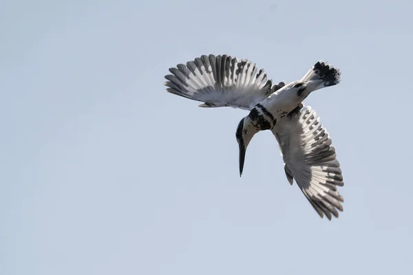 Fliegender Vogel Flug — Stockfoto