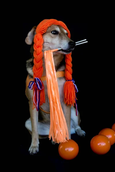 Cão Com Chapéu Engraçado Fundo Preto — Fotografia de Stock