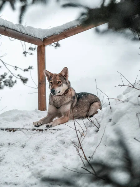 Kardaki Köpek — Stok fotoğraf