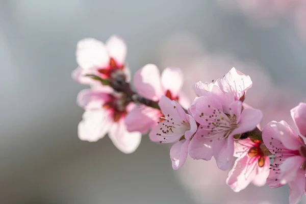 Hermosas Flores Que Crecen Jardín — Foto de Stock