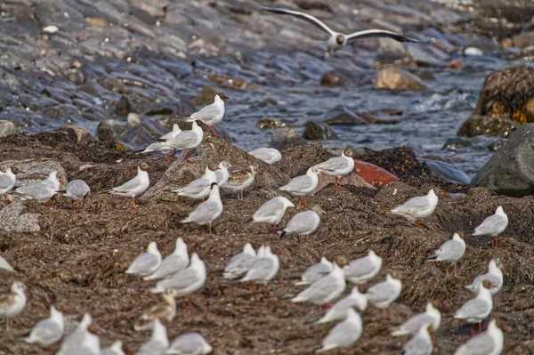 海里的一群鸟 — 图库照片
