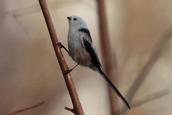 Burung Pada Cabang Close — Stok Foto