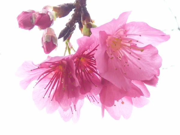 Bellissimi Fiori Rosa Flora Botanica — Foto Stock