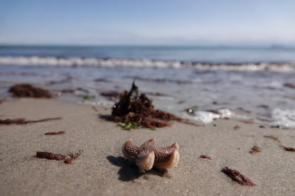 Conchas Mar Praia — Fotografia de Stock