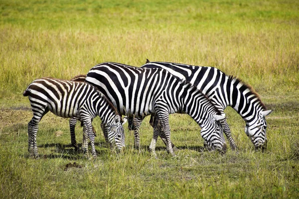 Zebra Fűben — Stock Fotó