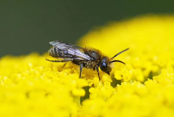 Бджола Жовтій Квітці — стокове фото