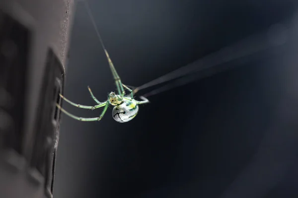 Zblízka Pavouka Černém Pozadí — Stock fotografie