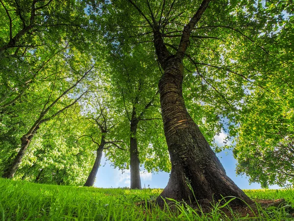 Groene Bomen Het Park — Stockfoto