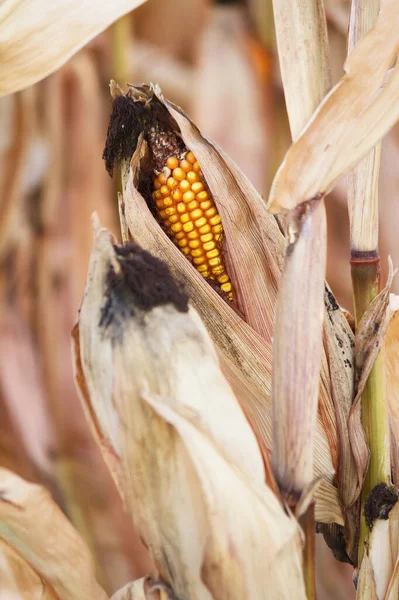 Kukoricacsutka Gazdaságban — Stock Fotó