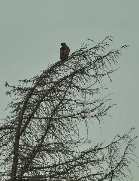 Crow Nest — Stock Photo, Image