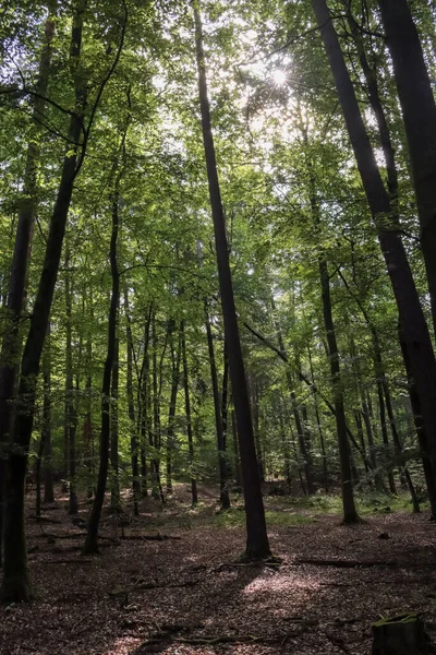 Hermoso Bosque Por Mañana — Foto de Stock