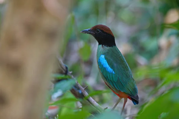 Schöner Blaubrüstiger Vogel Mit Einem Kolibri — Stockfoto