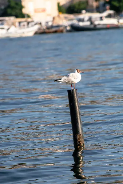 Fiskmås Piren — Stockfoto