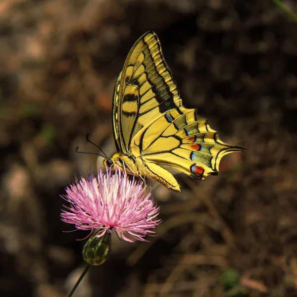 Butterfly Flower — Stock Photo, Image