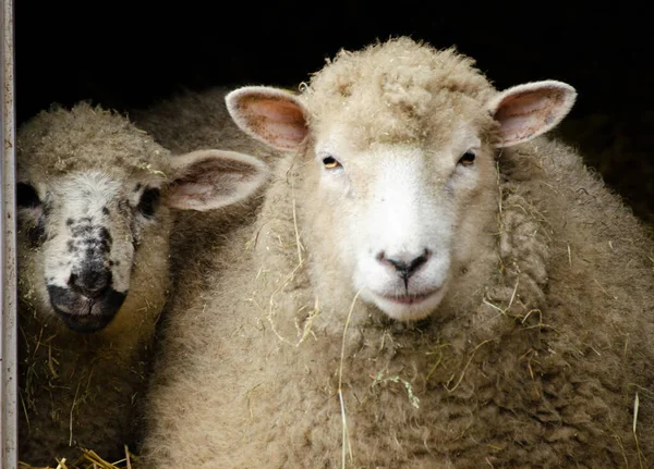 Owce Gospodarstwie — Zdjęcie stockowe