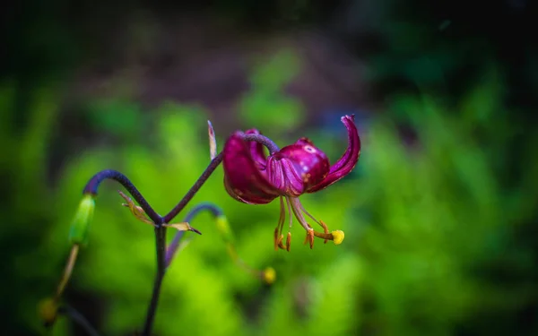 Piękne Botaniczne Ujęcie Naturalna Tapeta — Zdjęcie stockowe