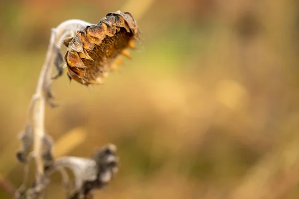 Piękne Botaniczne Ujęcie Naturalna Tapeta — Zdjęcie stockowe