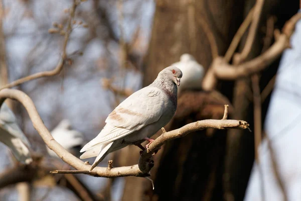 Een Vogel Zit Een Boomtak — Stockfoto