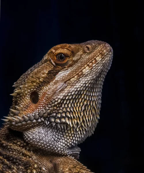 Close Uma Iguana Masculina Barbuda — Fotografia de Stock