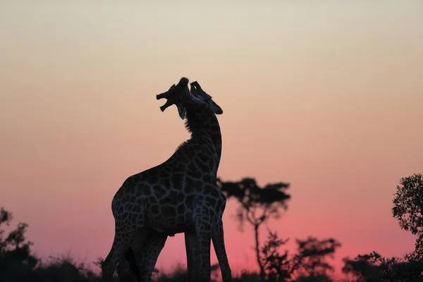 Giraff Savannen Kenya — Stockfoto