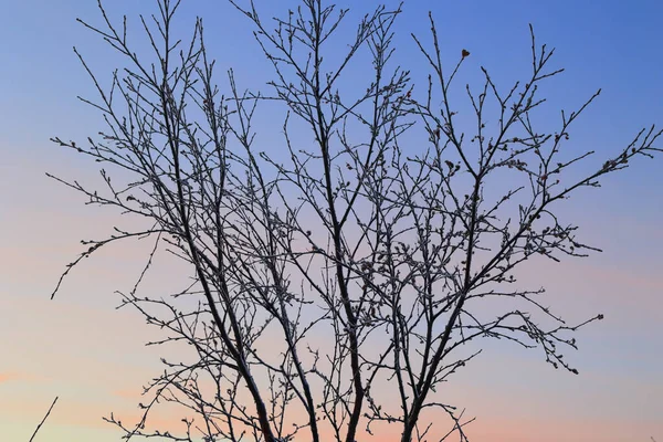 Ramos Árvores Céu — Fotografia de Stock