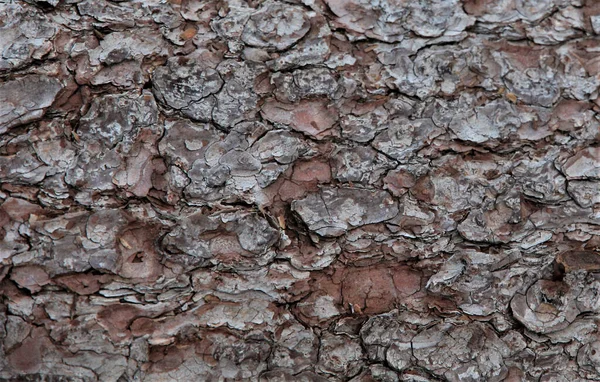 Gros Plan Une Écorce Arbre — Photo