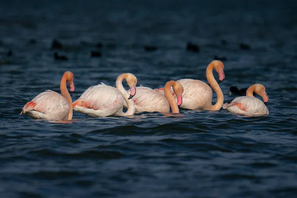 Rosafarbene Flamingos Wasser — Stockfoto