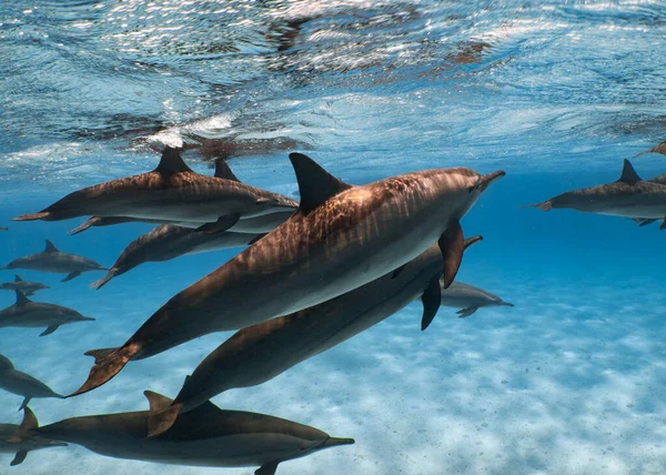 Beaux Dauphins Nagent Dans Eau Mer Bleue — Photo