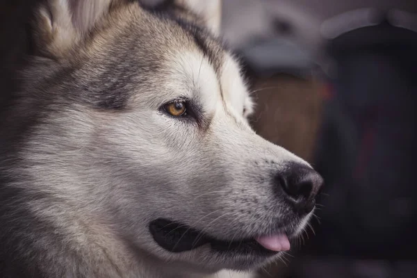 Porträtt Hund — Stockfoto