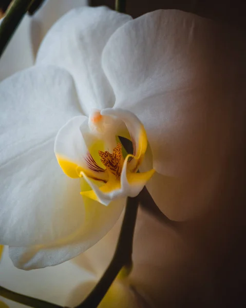 Beautiful Orchid Flower Garden — Stock Photo, Image