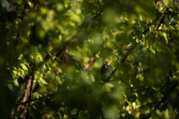 Oiseau Dans Forêt — Photo