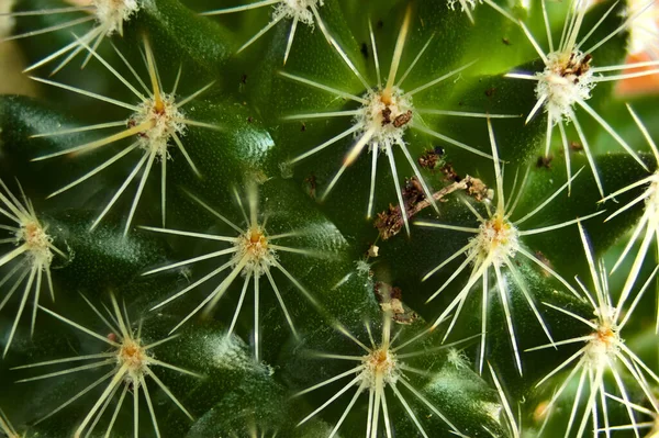 Perto Cacto — Fotografia de Stock