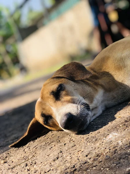 Cão Deitado Chão — Fotografia de Stock