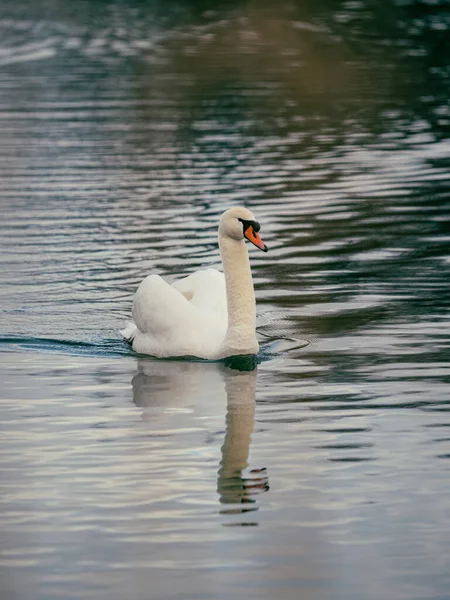 Hermoso Cisne Blanco Lago — Foto de Stock