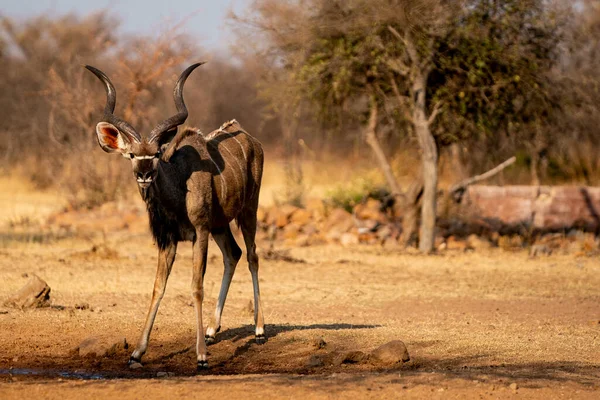 Antílope Savana Kenya — Fotografia de Stock