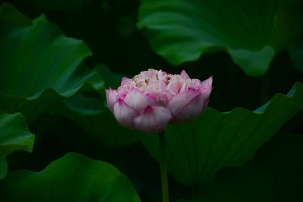 Квітка Лотоса Саду — стокове фото