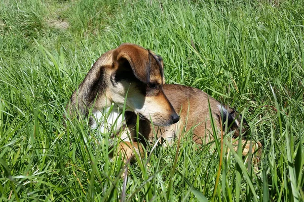 屋外で遊ぶ犬の姿 — ストック写真