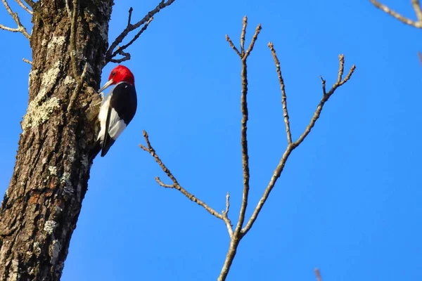 Mavi Gökyüzündeki Bir Ağacın Dalında Bir Kuş Oturuyor — Stok fotoğraf