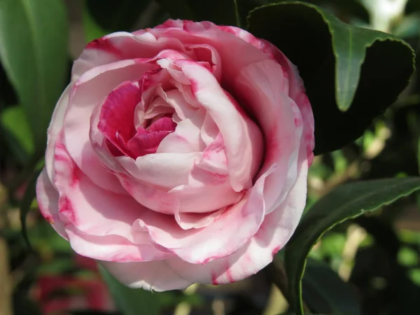 Beautiful Pink Rose Garden — Stock Photo, Image