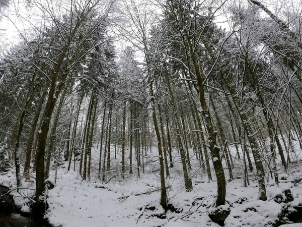 雪の中の冬の森 — ストック写真