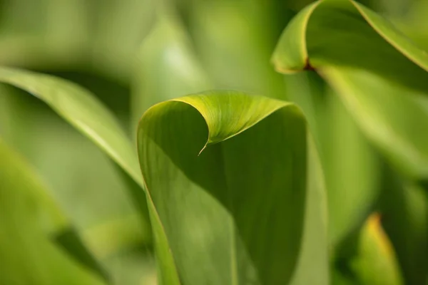 Zielone Liście Rośliny — Zdjęcie stockowe