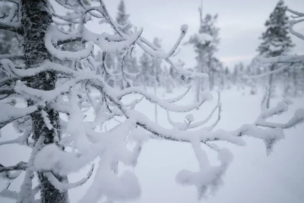 冬の森雪に覆われた木 — ストック写真